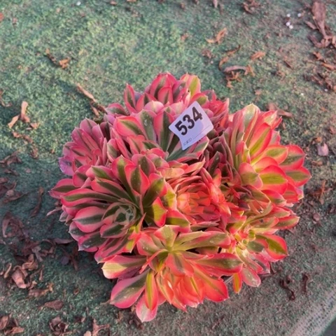 534粉女巫多肉植物，
