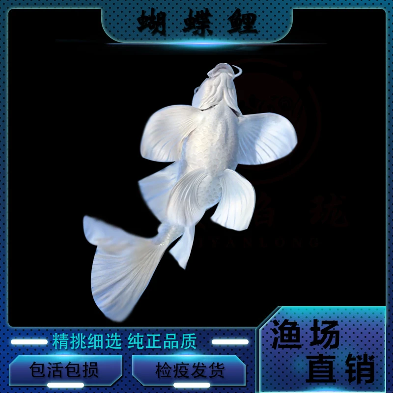【新号福利】【直播间选鱼】普身短身球体蝴蝶鲤红白熊猫三色墨蝶