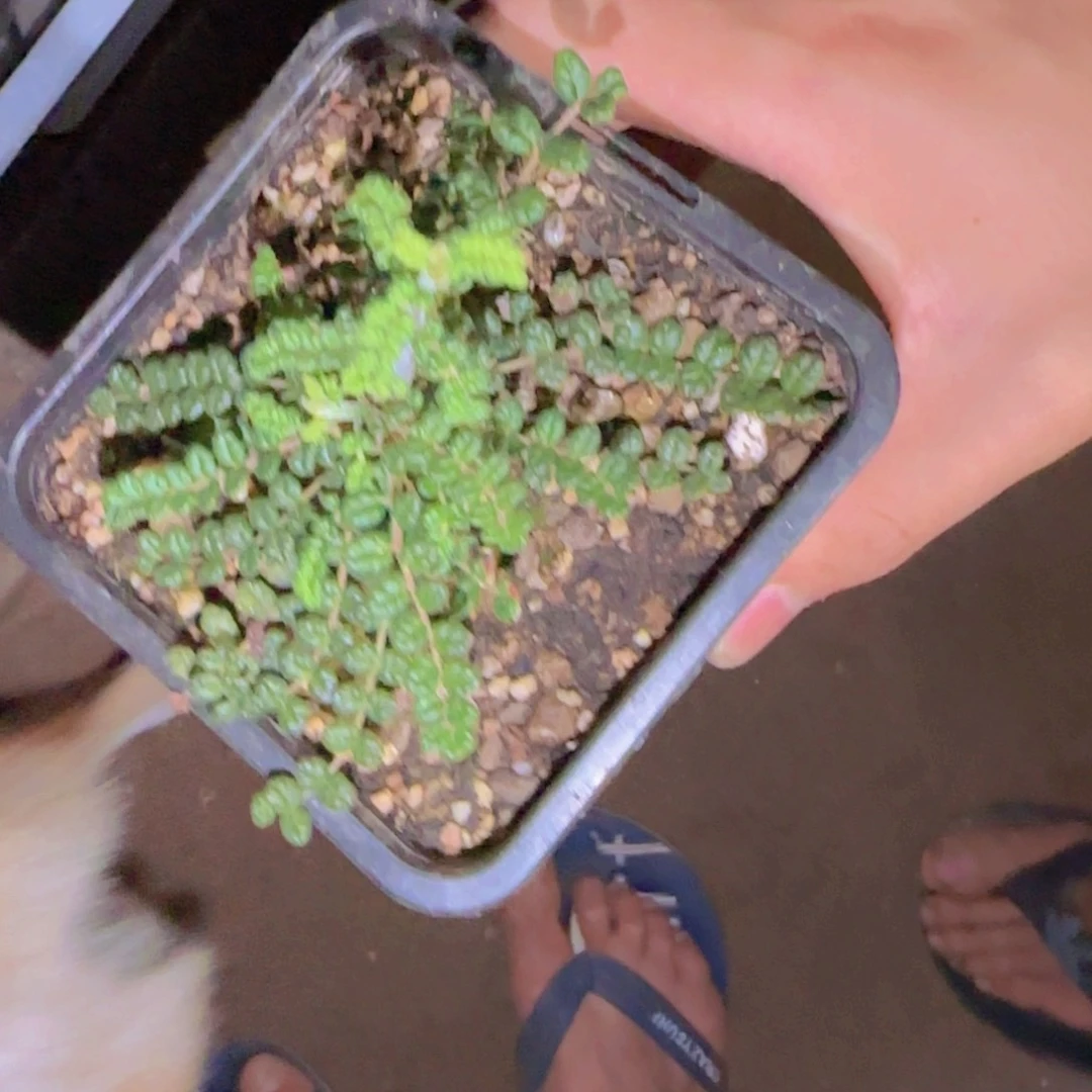 往***逃块根植物块根植物