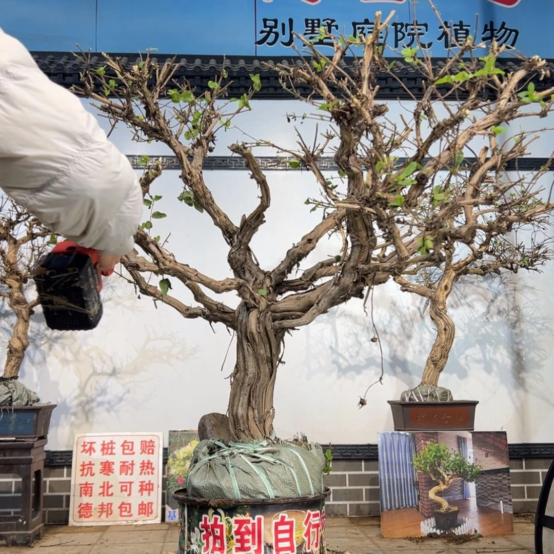 无花朵金银花5558858888