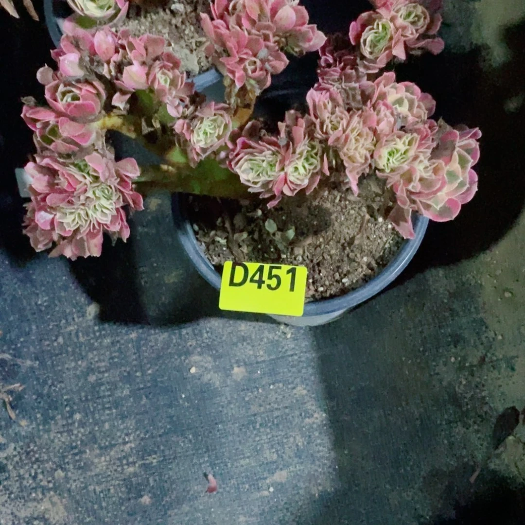 善***意粉女巫缀化多肉植物451