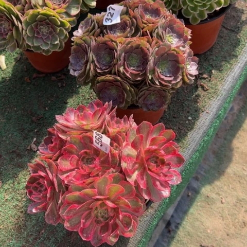莲***327万圣节，568云河多肉