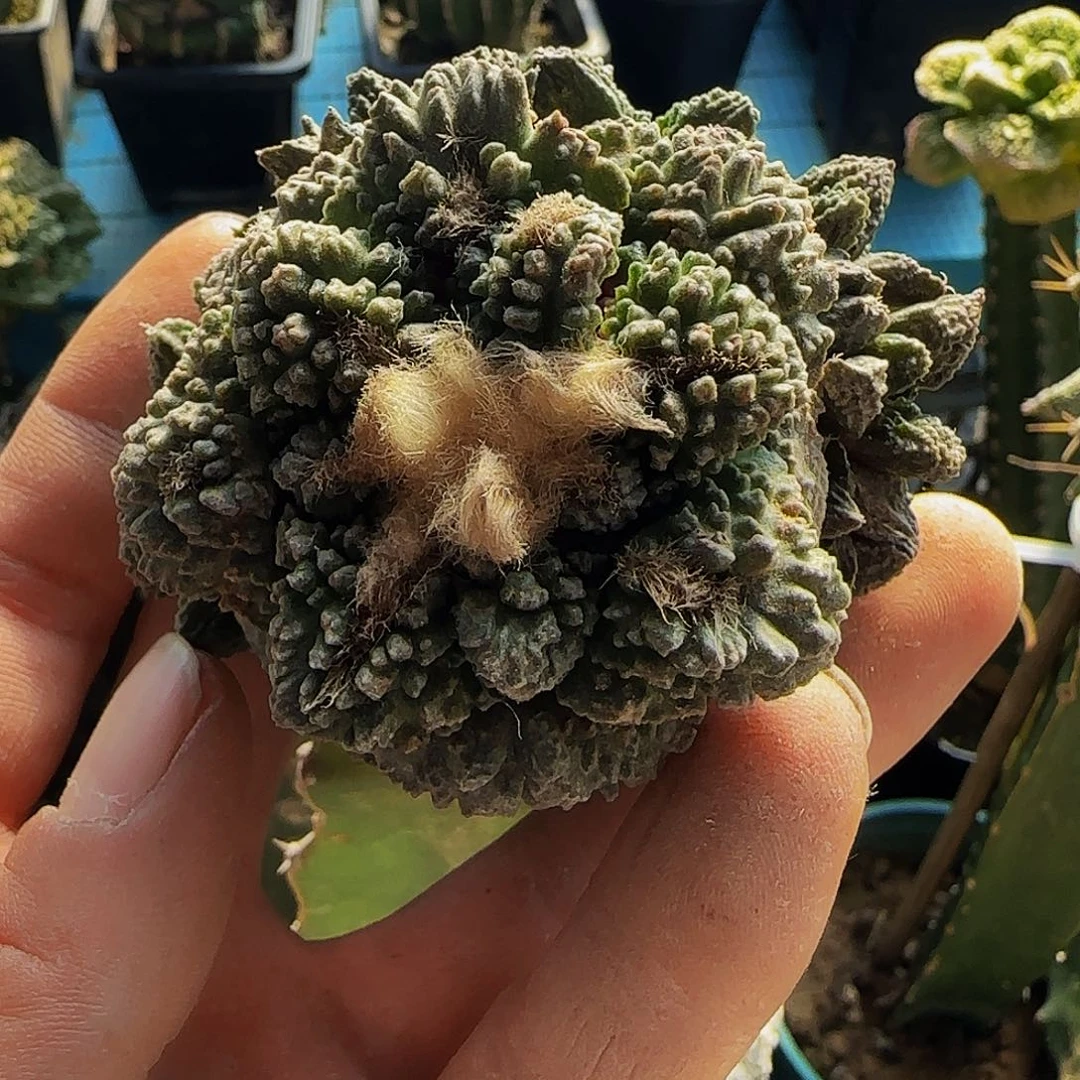 无*氏哥斯拉群头077仙人球