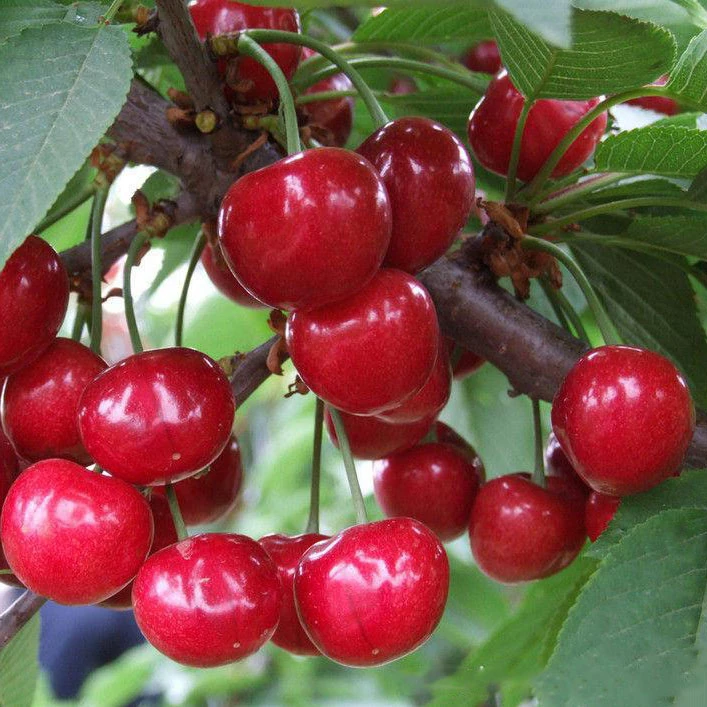 车厘子大樱桃嫁接果树苗南北方庭院别墅种植矮化阳台盆栽苗木