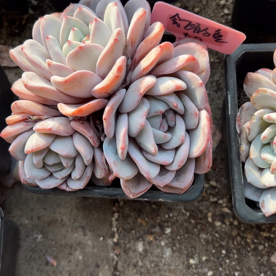 ****⁷奶盖11111111111111111