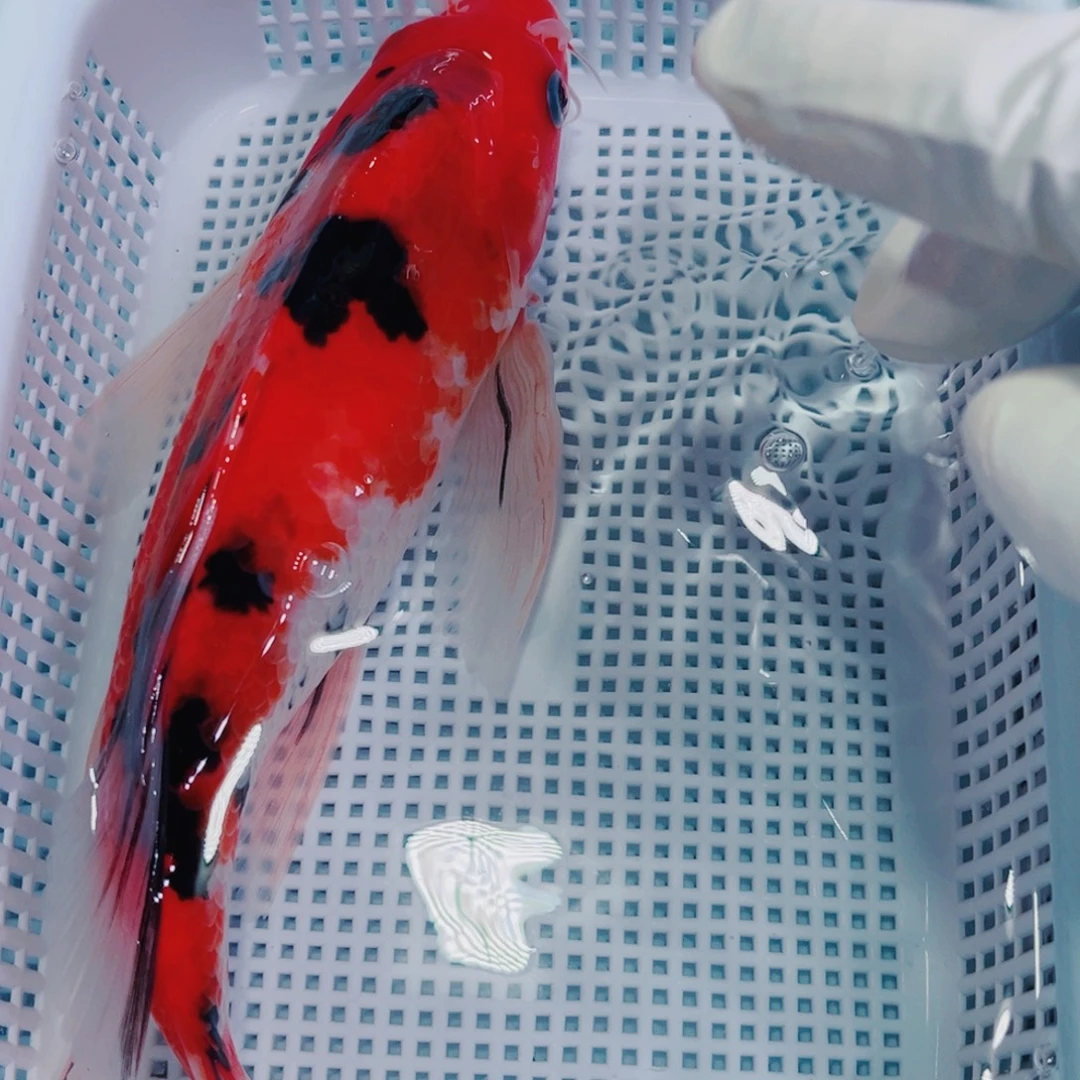 锦鲤锦鲤冷水鱼观赏127