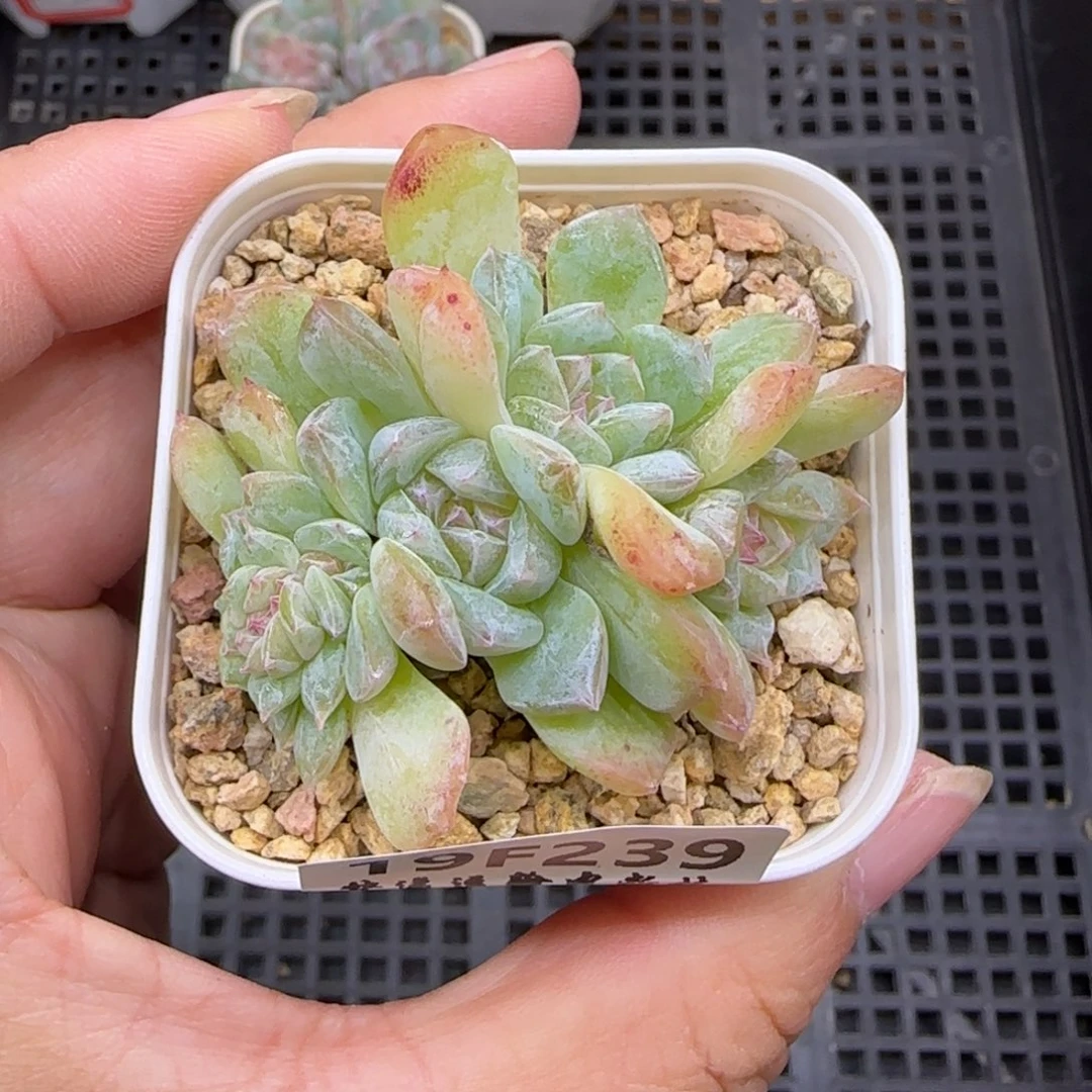 【满19.9包邮非偏远】239糖心缀