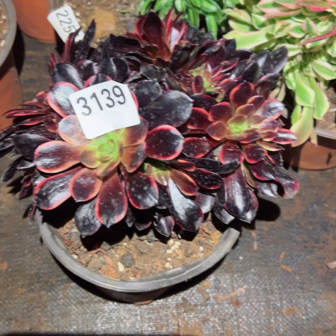 我3139 号多肉植物法师新年福利