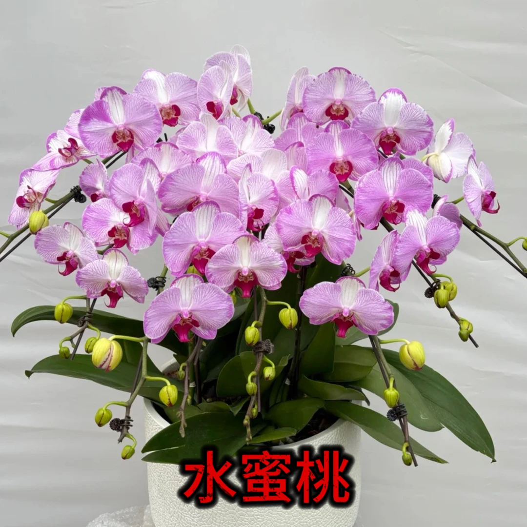 【水蜜桃】3.5寸中大花超长花期蝴蝶兰