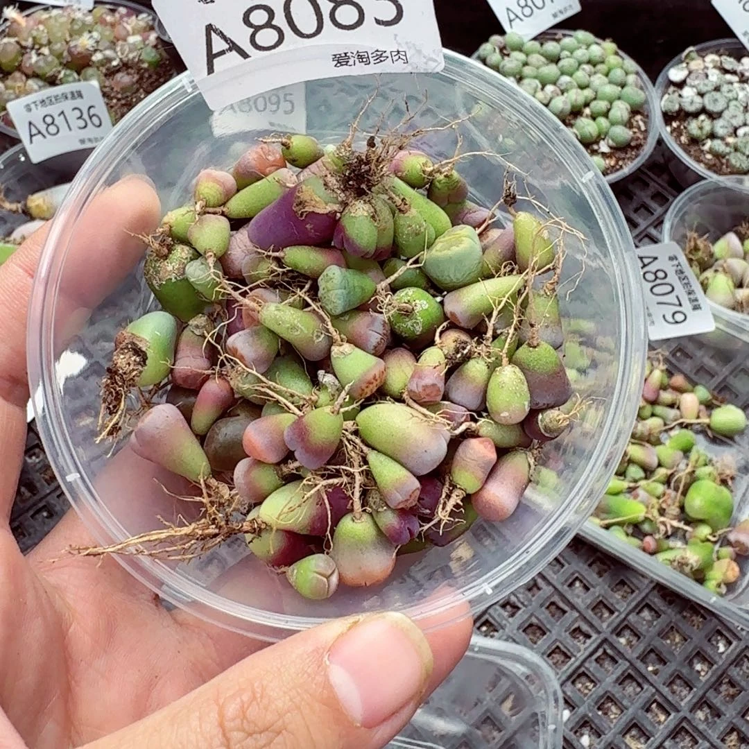 一***子8083-–零下地区需拍保温箱