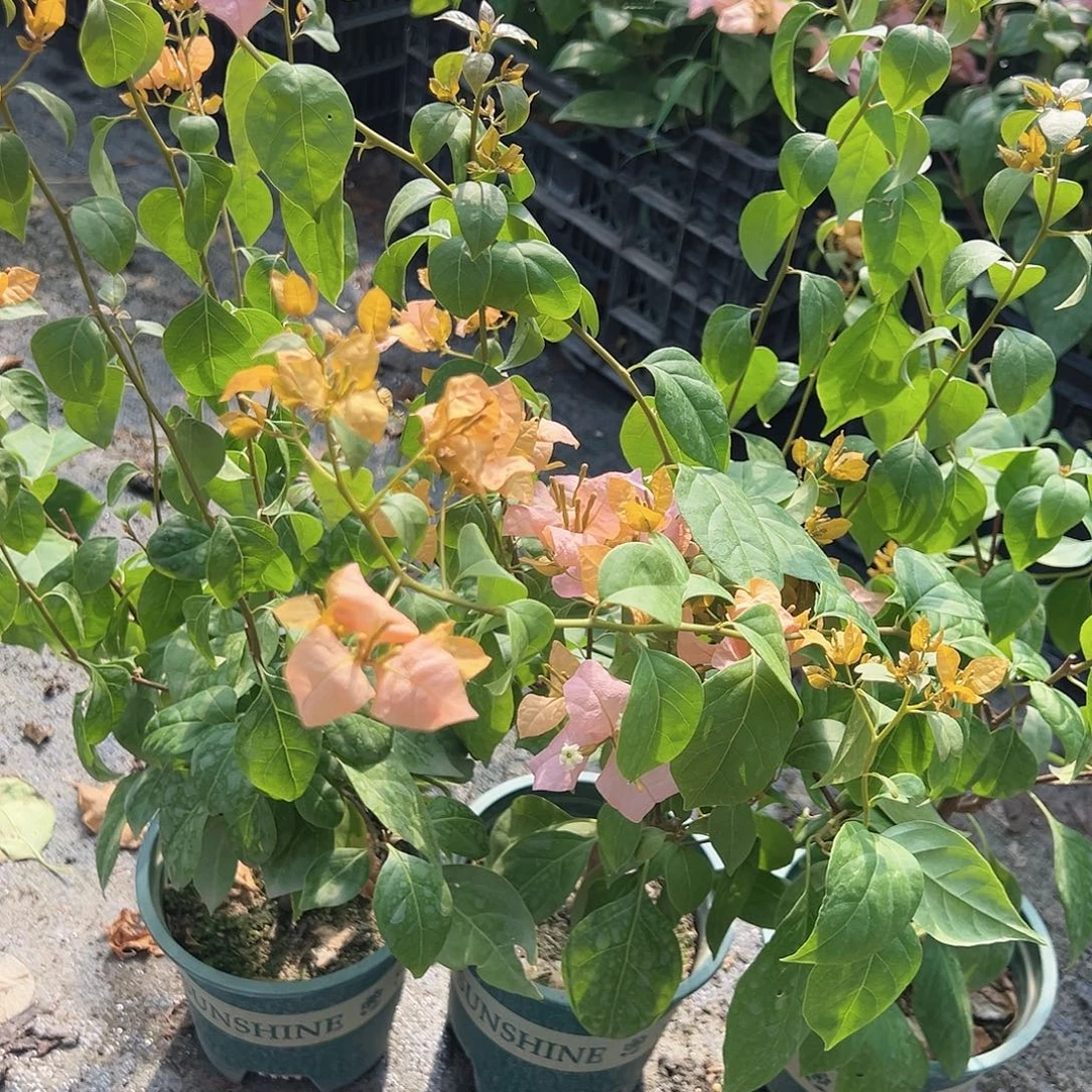 当前无花栽培后可以开花金发女郎掌中宝一棵