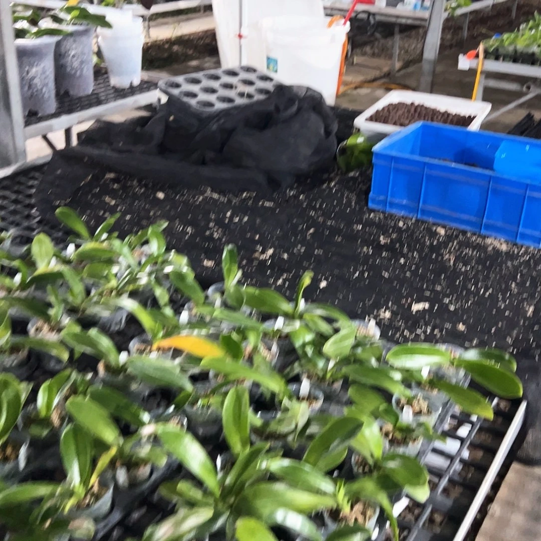 随****不开花植物西蕾丽S3