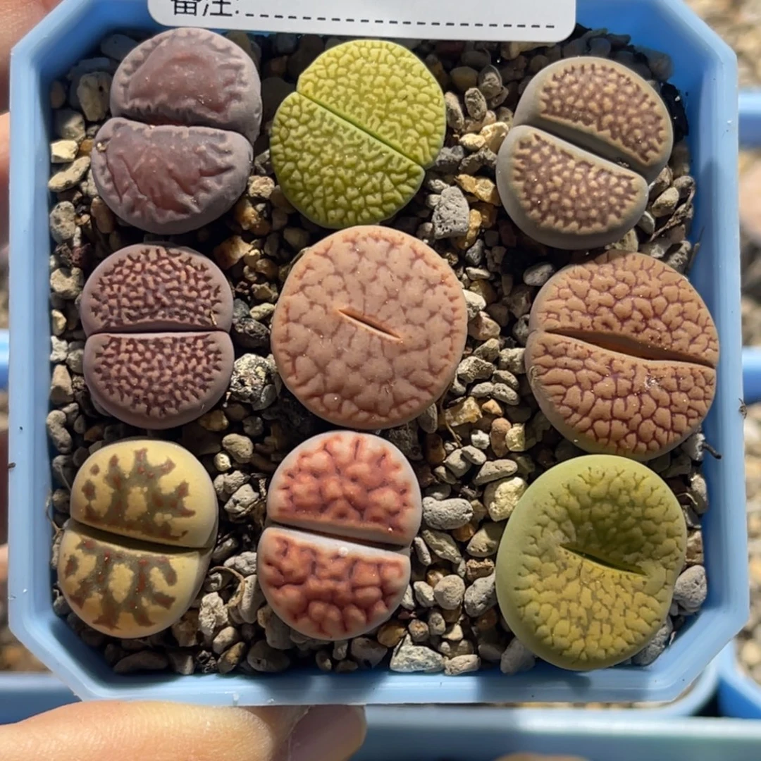 2449彩拼9颗尺寸2.0
