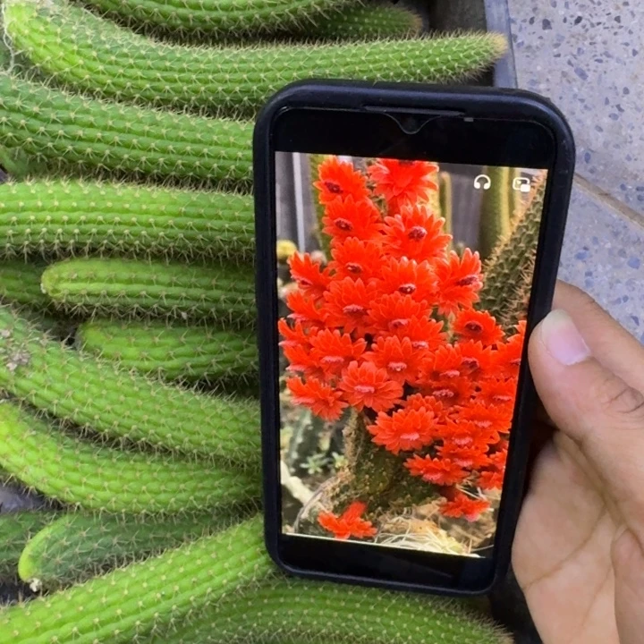 374金妞彩舞柱歪10公分左右无根侧牙，20包邮