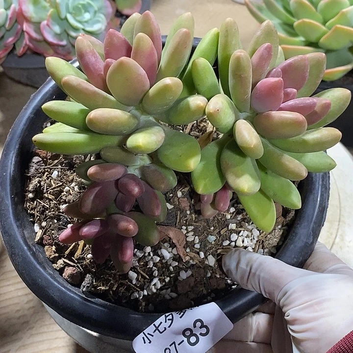 小七夕多肉芒果奶