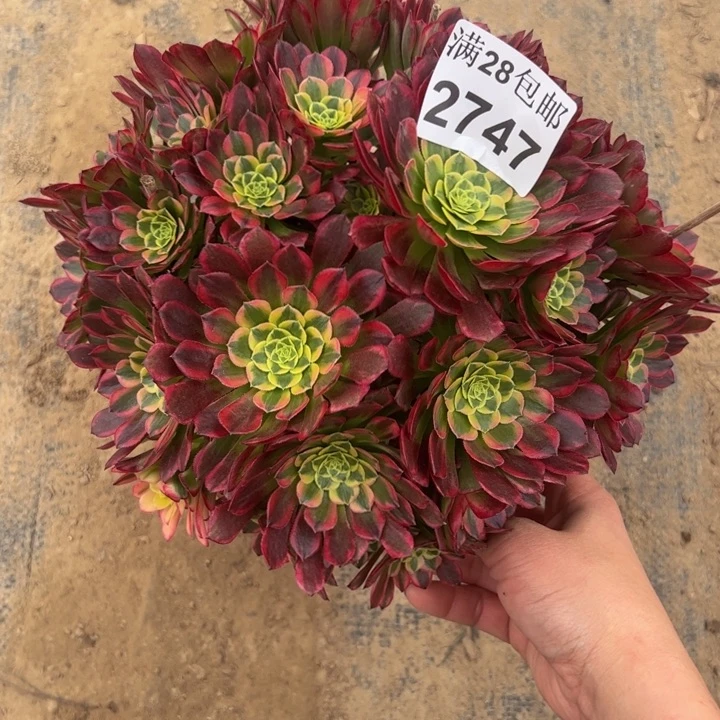 2747朝霞多肉植物