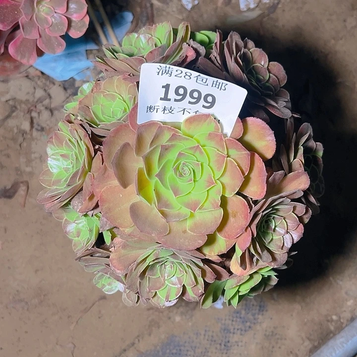 1999花月夜多肉植物
