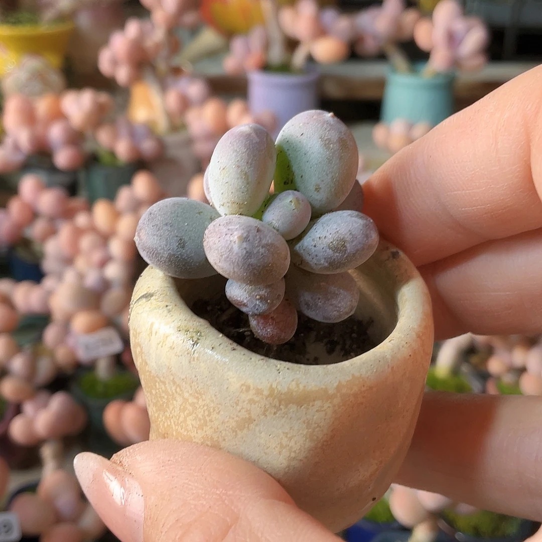 噜***啦多肉植物的生长发育和生长发育等方面的