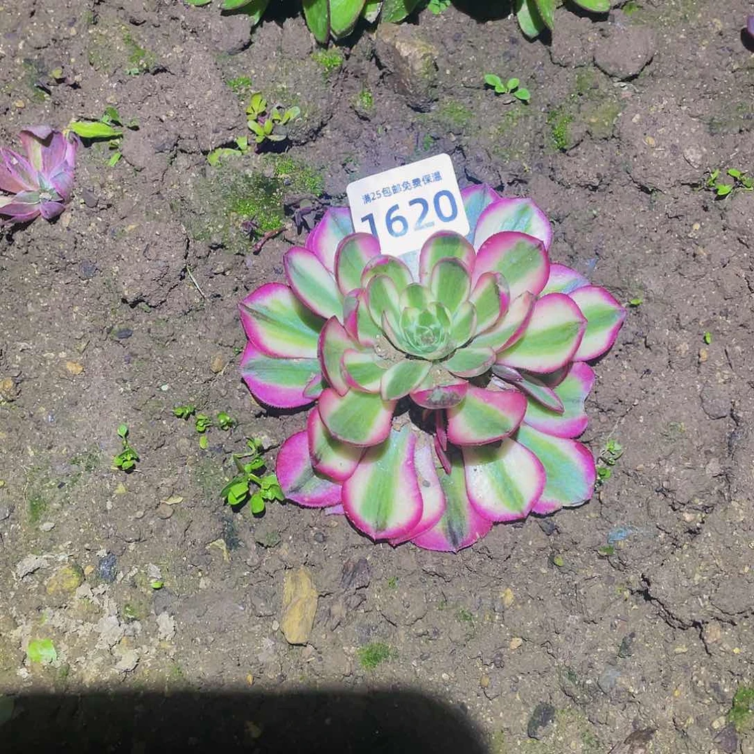 1620倾城变异多肉植物