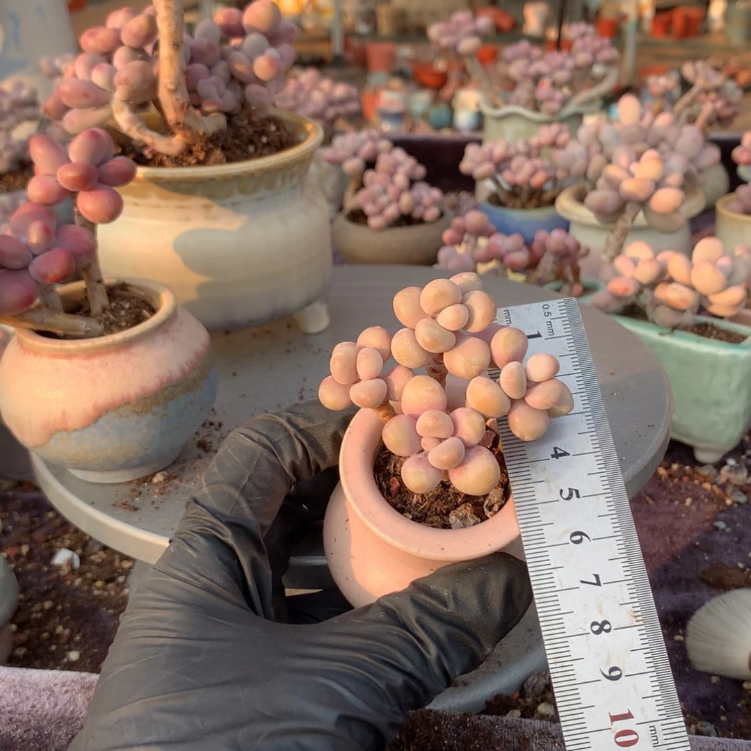 A***球30号带盆偏远地区不包邮的