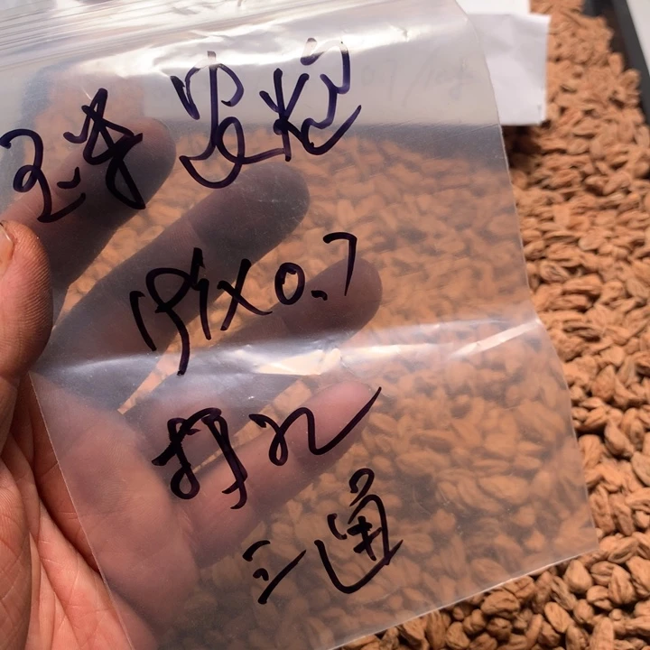 无***炮吊坠桃核野生精品小核桃散籽