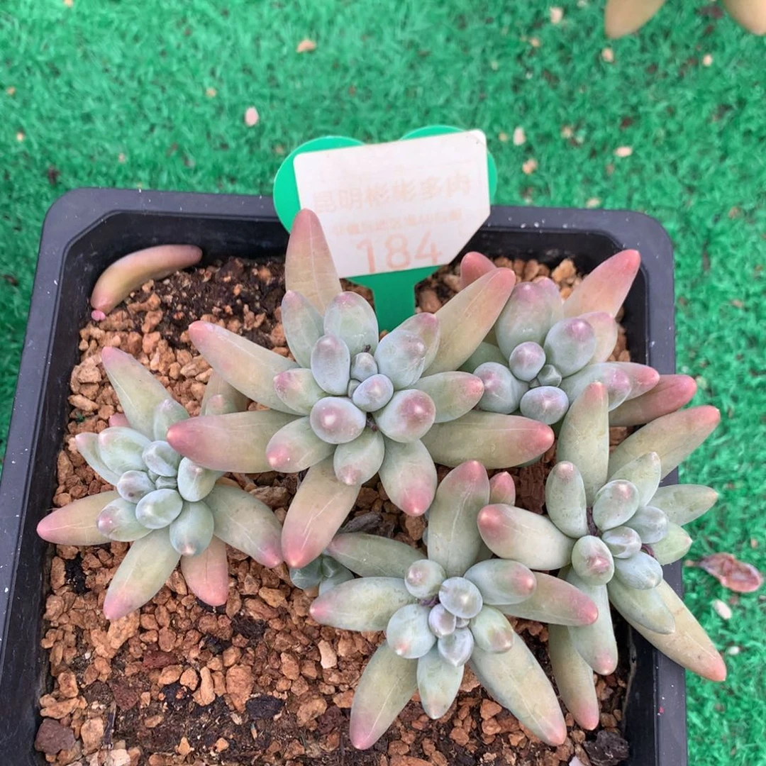 乌拉奶无砍老桩平头184