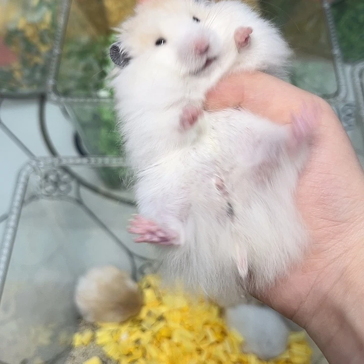 直毛黄波利弟弟福利小鼠