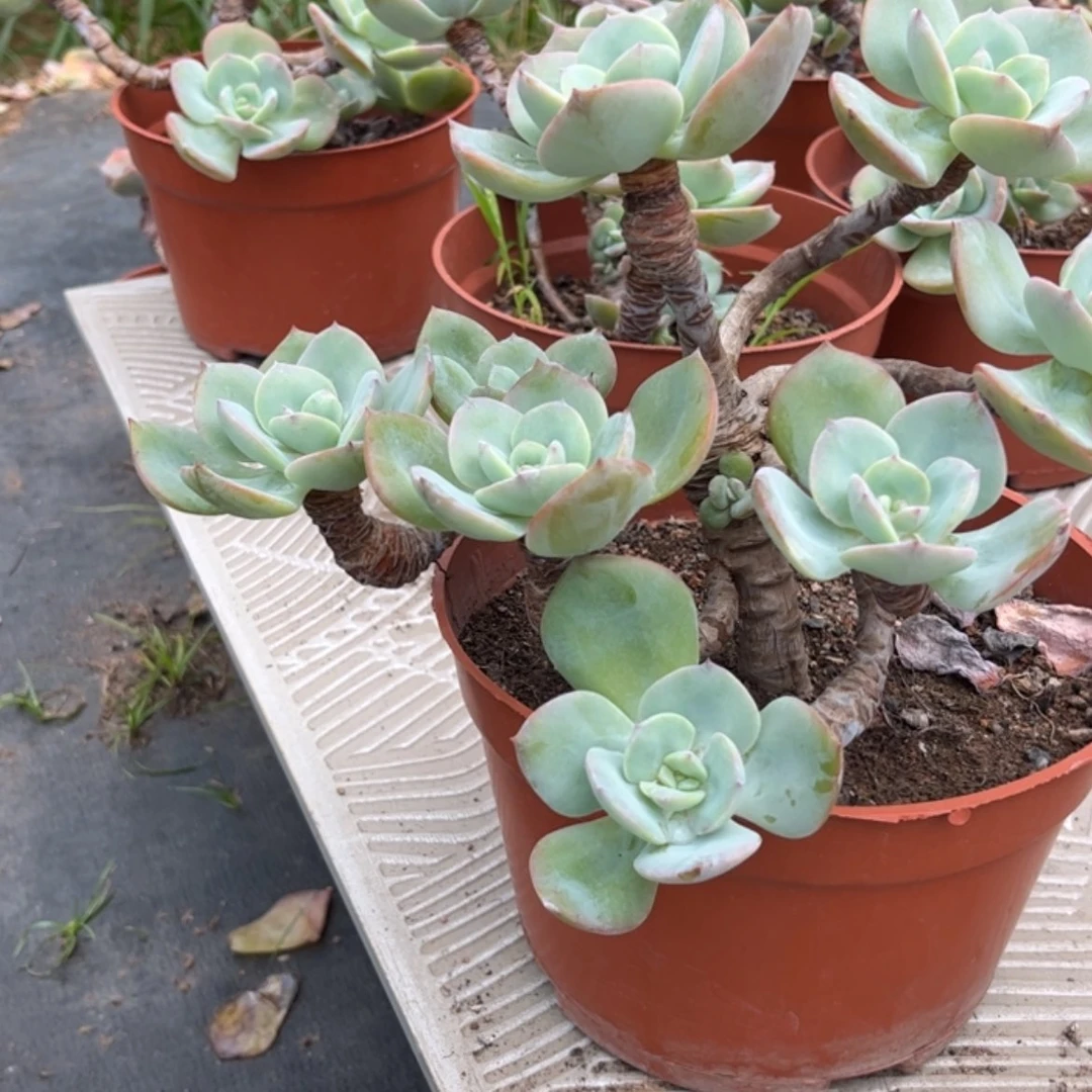 【闪购商品】无花朵碧****）