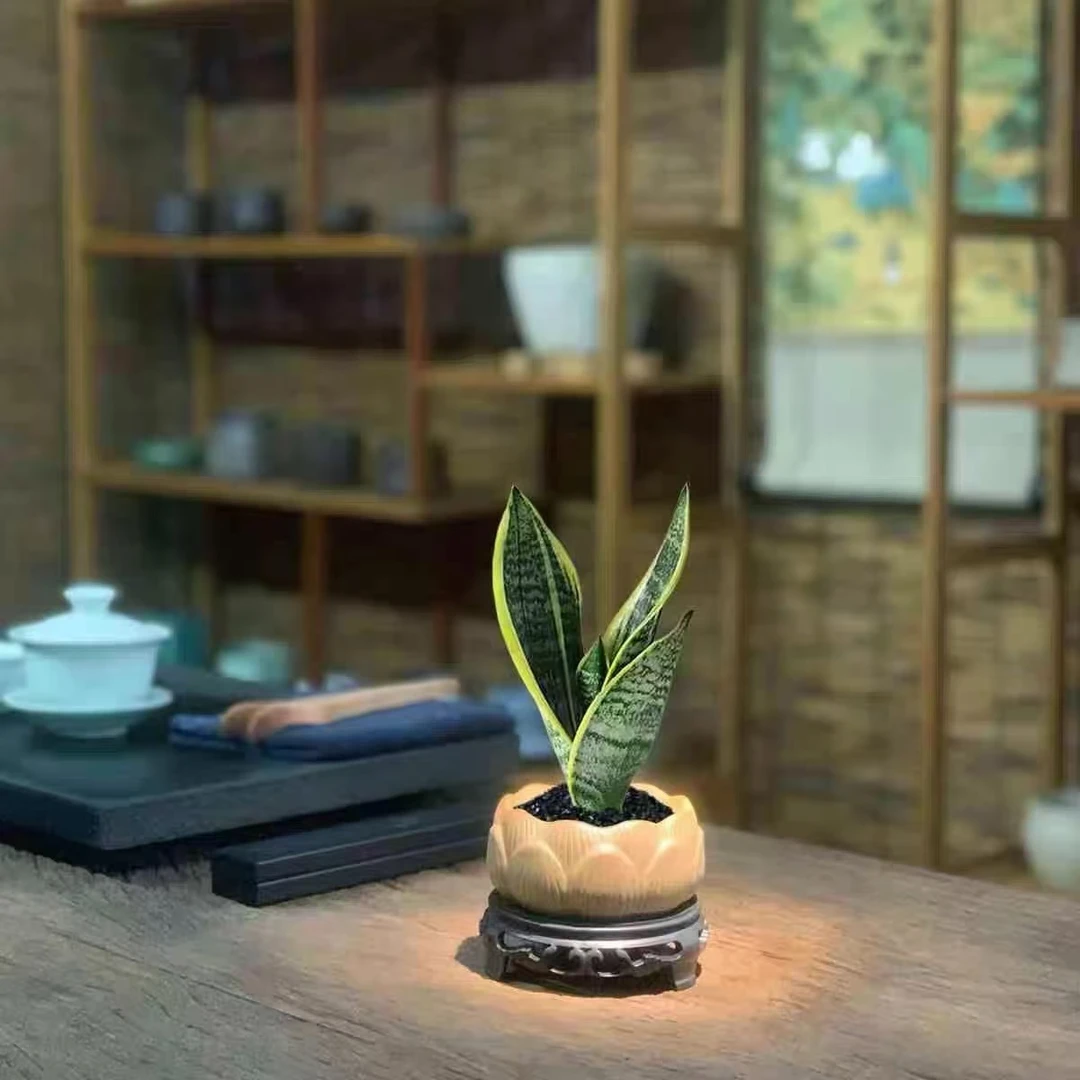 【虎皮兰】美观好养办公室室内盆栽易活美观花卉