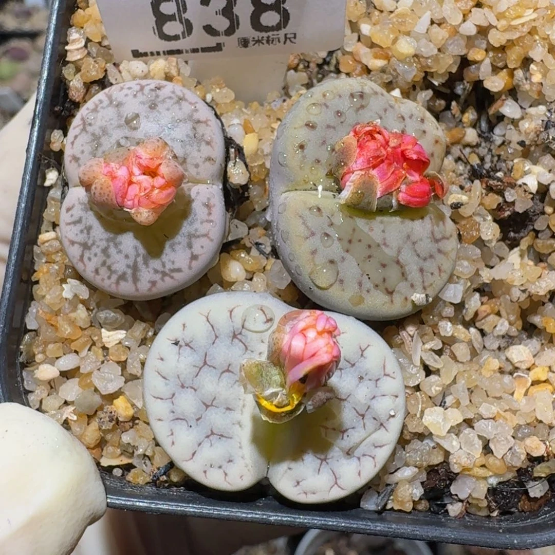 zzzzz生石花肉锥838