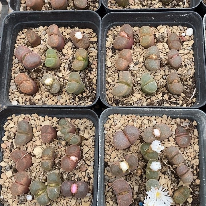 2738红风铃一盒。