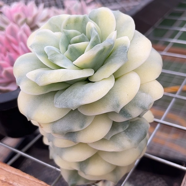 可爱玫瑰锦。锦龙一物一拍