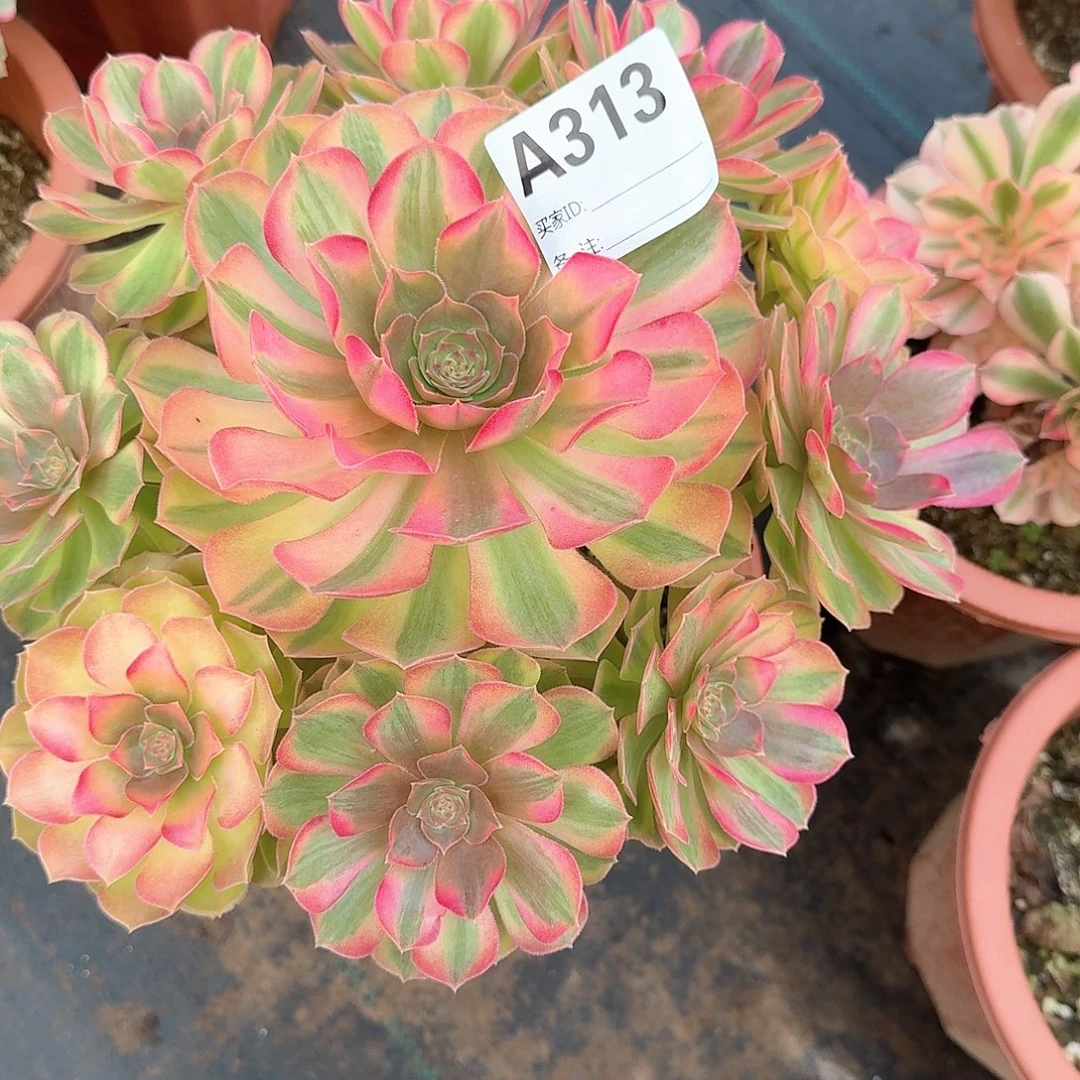 何***哥雨荷多肉法师aaa313