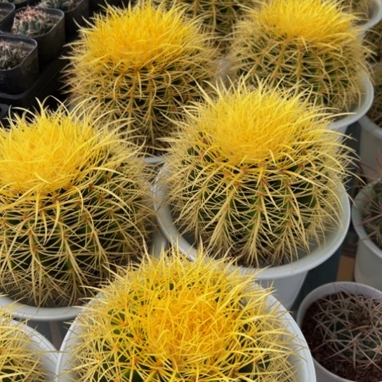 墨西哥黄金怒刺狂虎（1516公分）