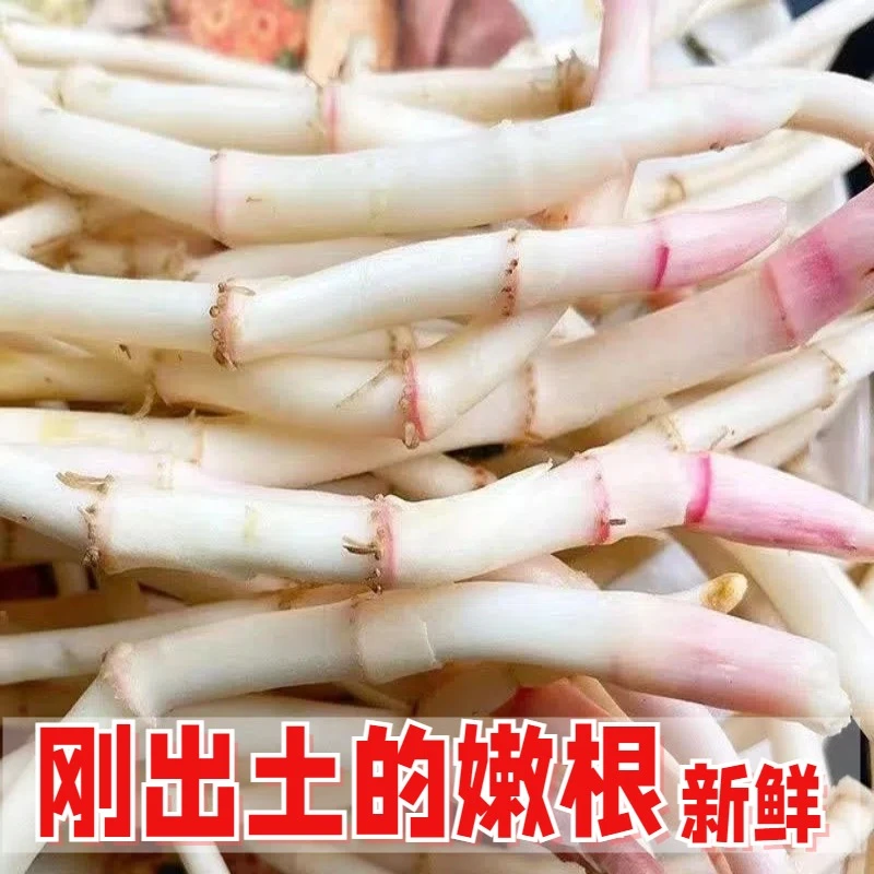 根装四川侧耳根节折耳根凉拌嫩根新鲜儿贵州野生鱼星草鱼腥草洗净