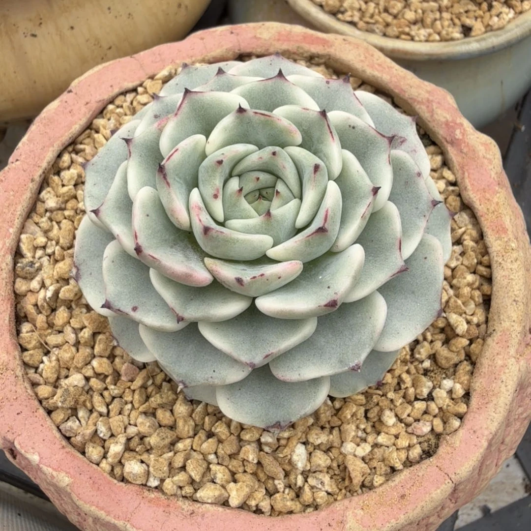 沙洛基牡丹 安吉园艺锦