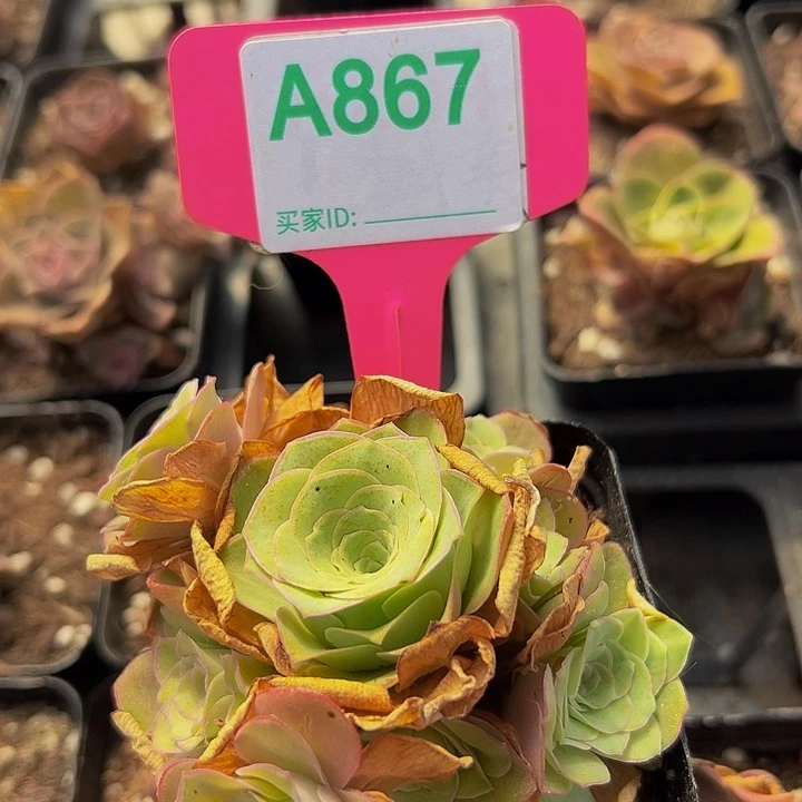 半*演精品系列山地玫瑰