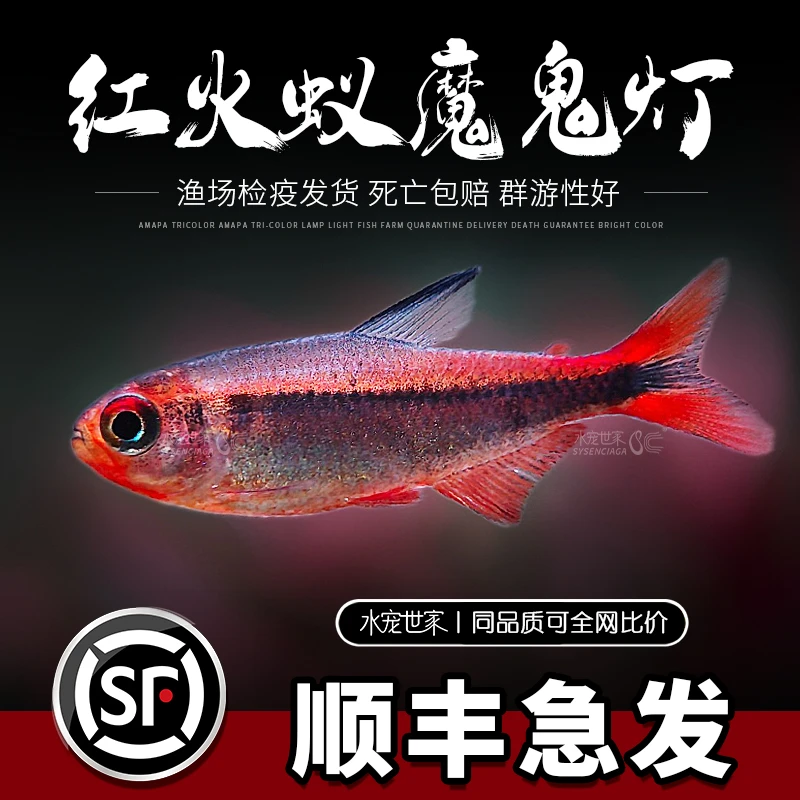 红火蚁魔鬼灯鱼热带观赏鱼红火蚁灯鱼黄火蚁魔鬼灯超级红魔鬼活体