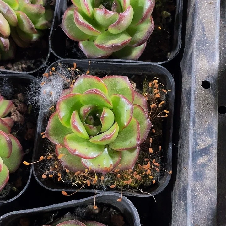 万宝龙单头带盆土发