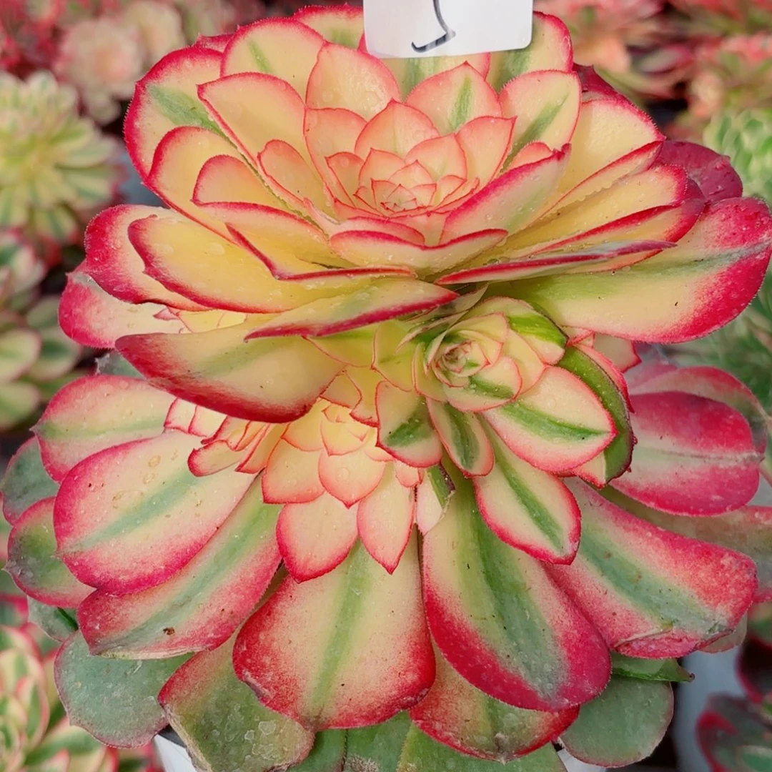 一物一拍多肉法师05