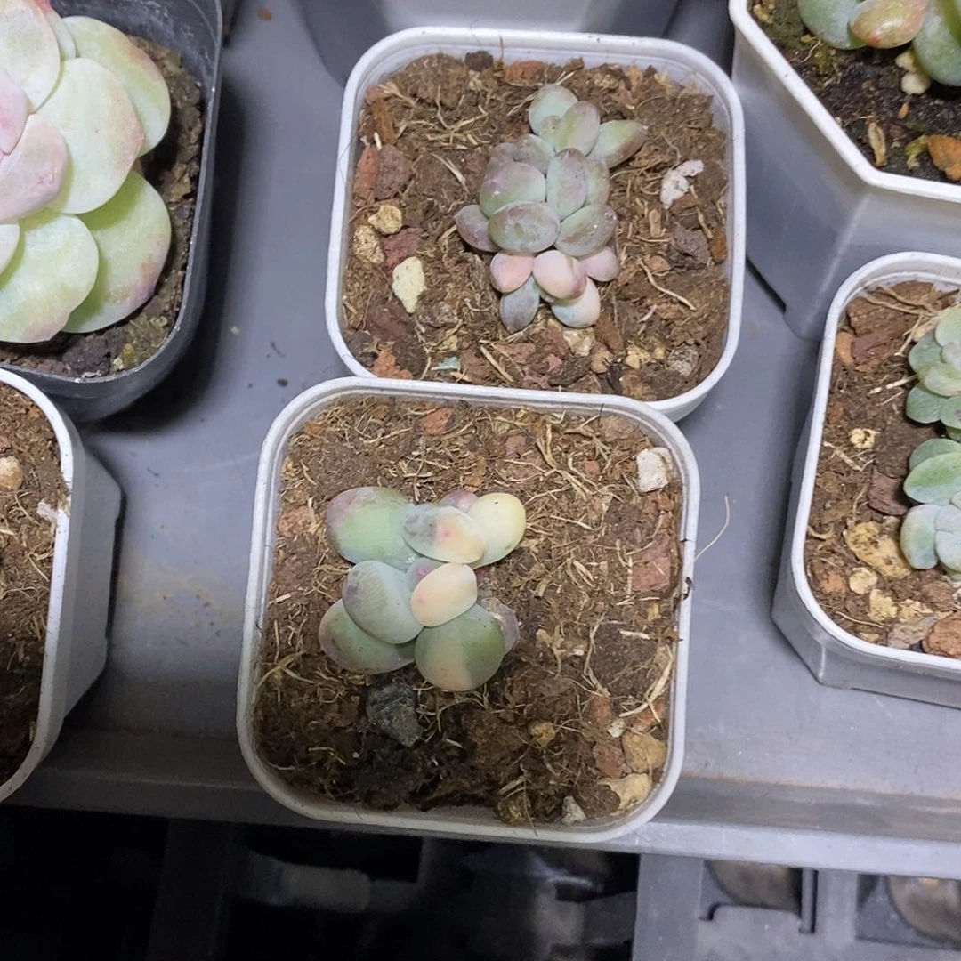 小***伴苹果美人锦两颗多肉植物