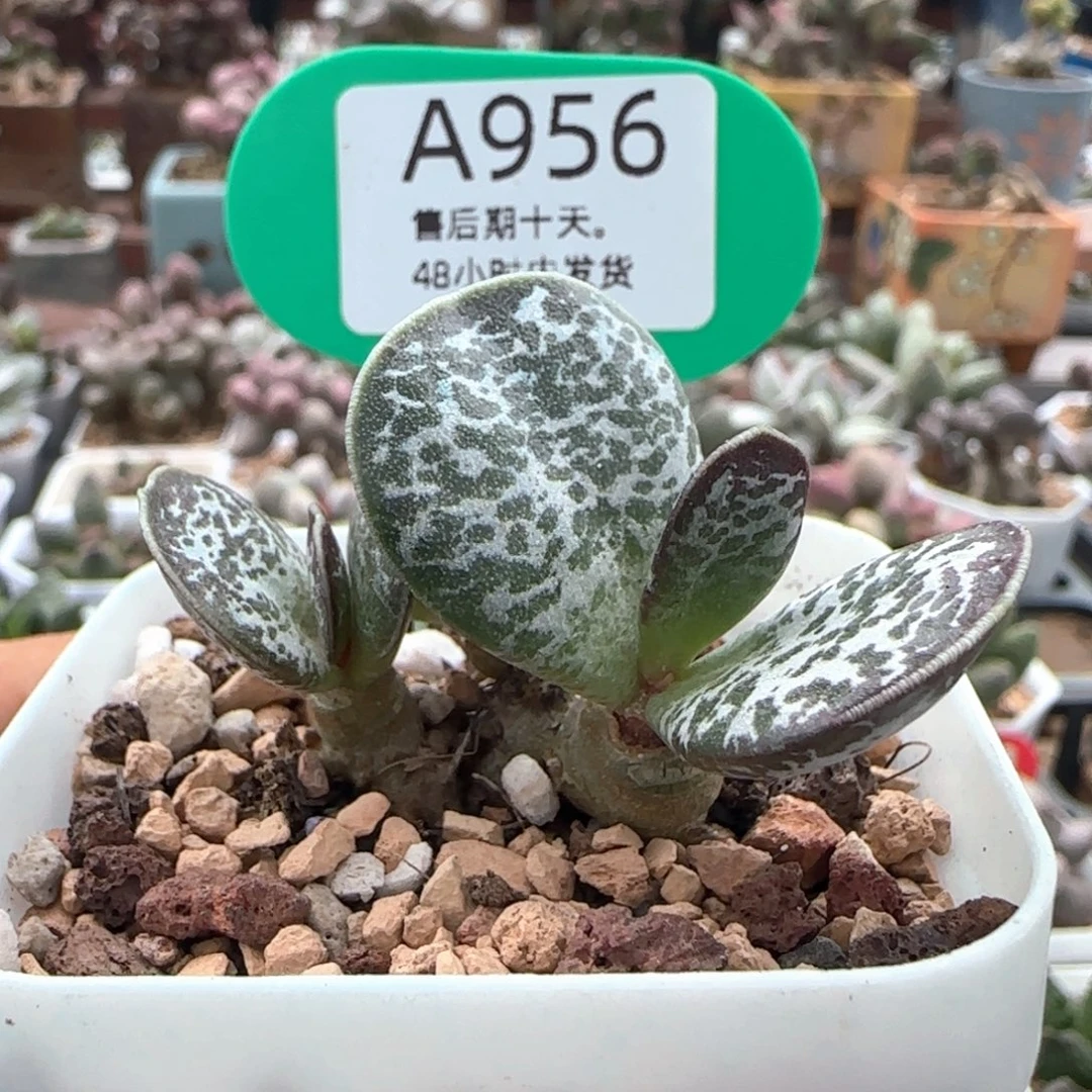 福利。        956。