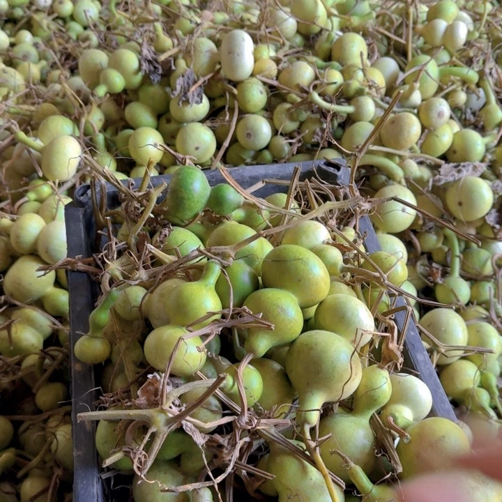 小***眼青皮葫芦不退不换不保成