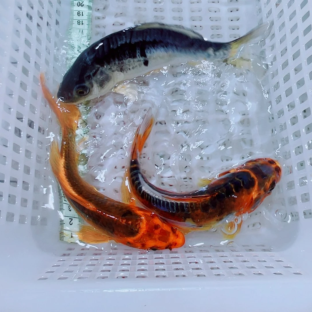 锦鲤63 包邮冷水观赏鱼