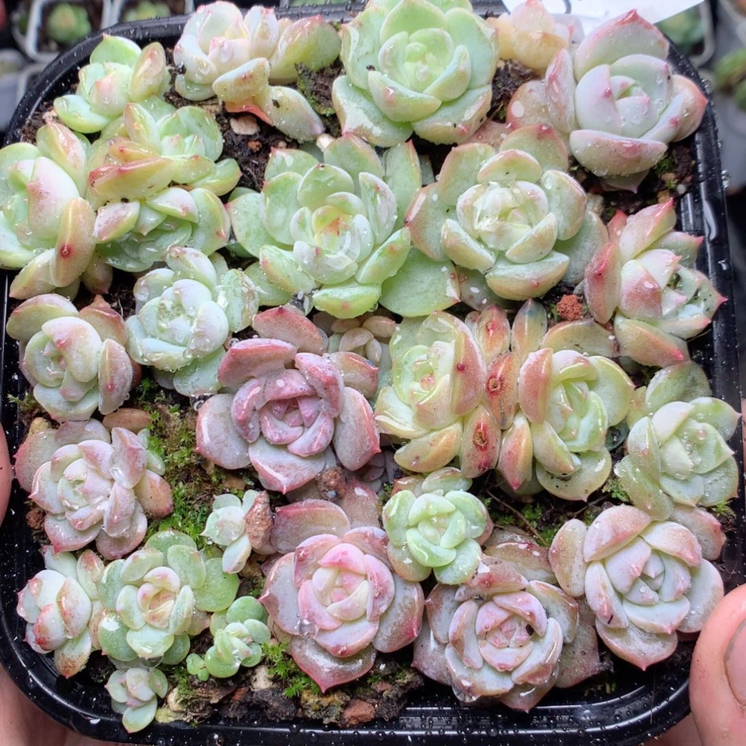 无花朵Q58yyuuyyyyy
