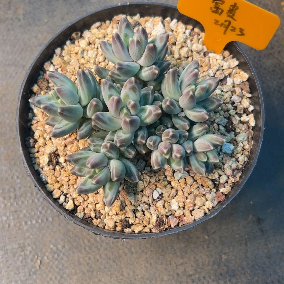 一物一拍链接，富贵寄养