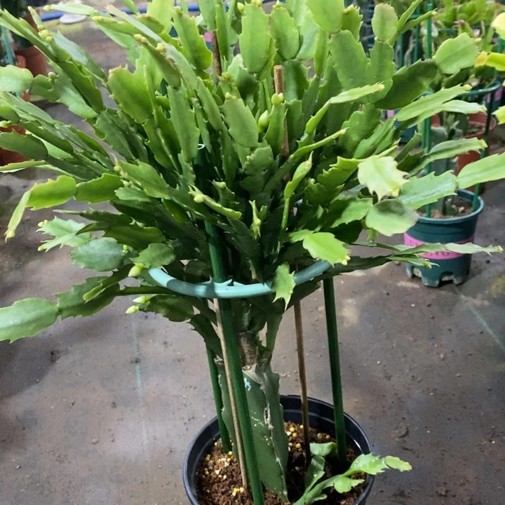 当前无花栽培后可以开花墨*855嫁接2099