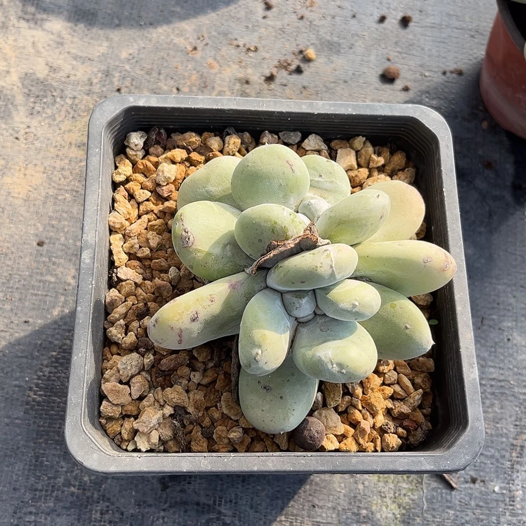 小鹿多肉一物一拍