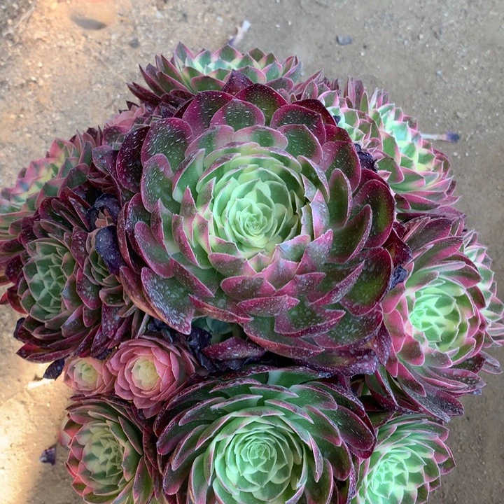 不包损156号海王手捧