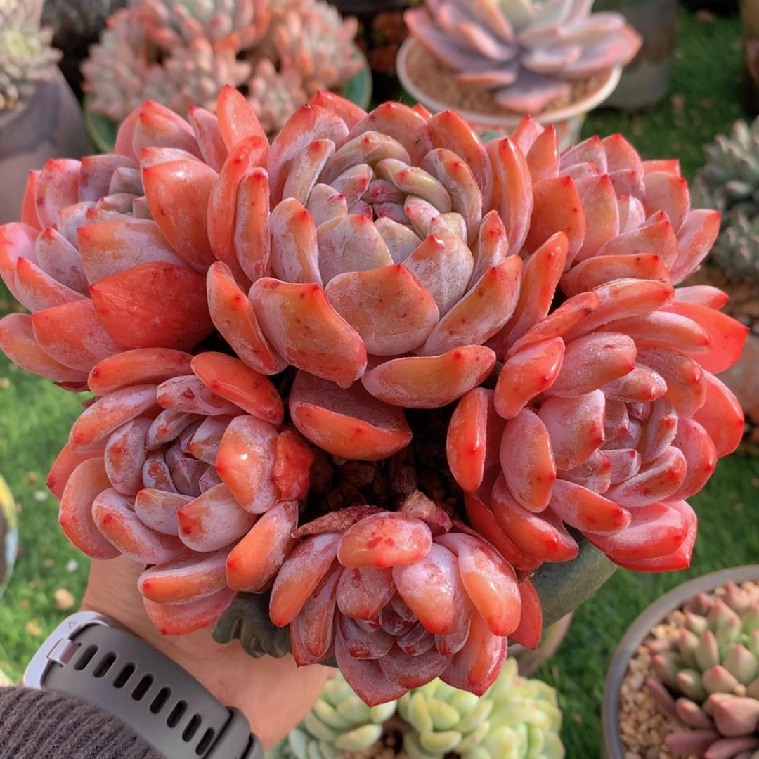 星影15 公分一物一拍